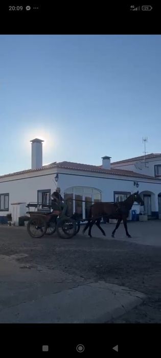 Égua muito mansa montada e engatada