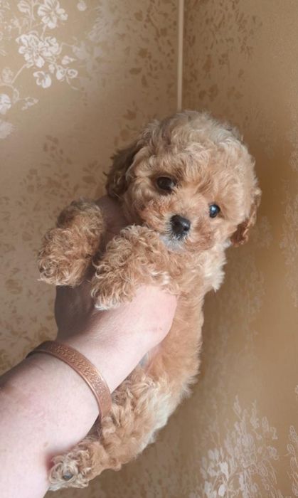 Мальчик мальтипу в мини размере.