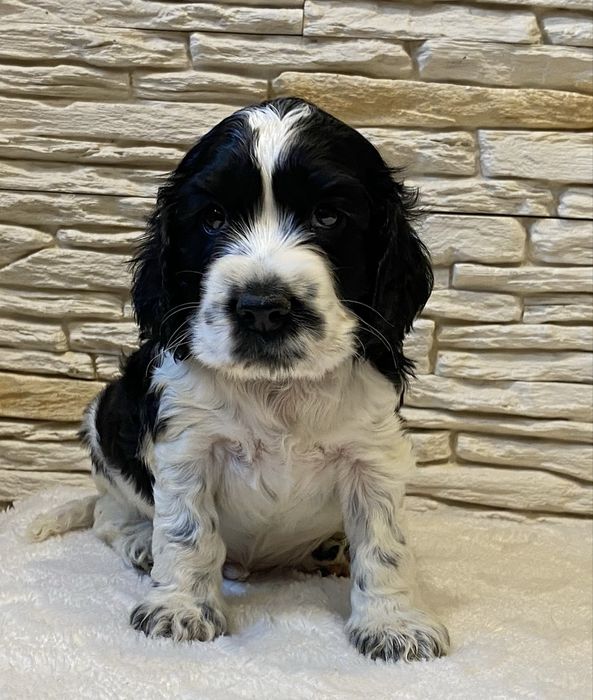 BROKAT Cocker Spaniel Angielski.REZERWACJA