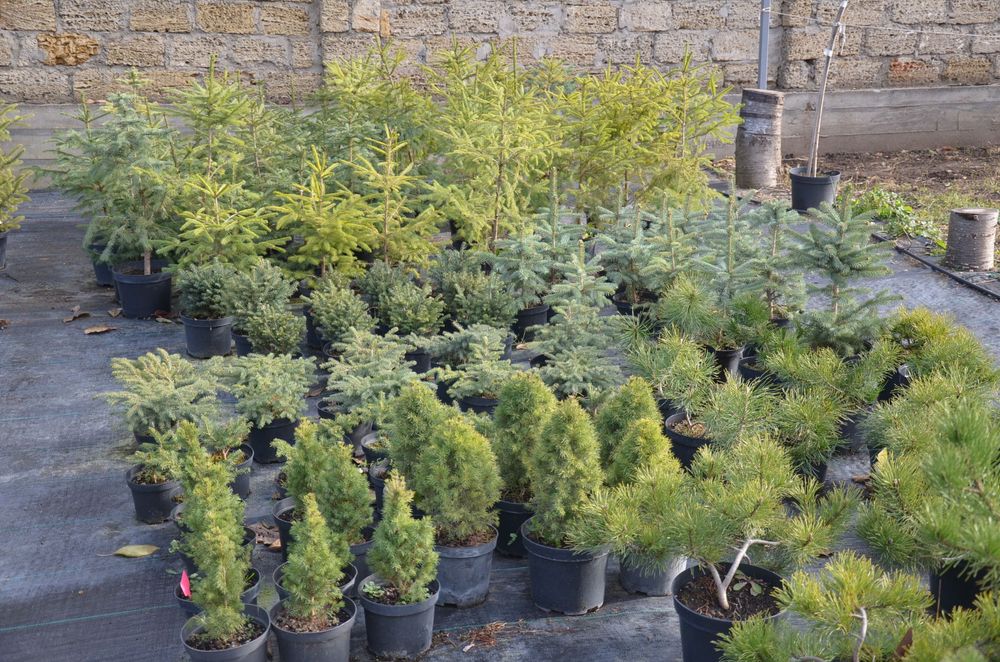 Новогодняя живая елка,сосна для дома,улицы Коника,Маджестик Блю,Глаука