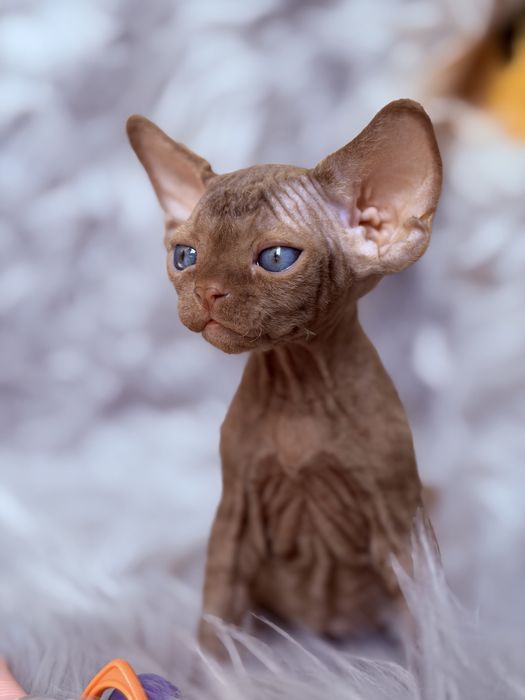 Devon Rex cinnamon, wyjątkowy kocurek JULIUS Hasu’Neko*PL