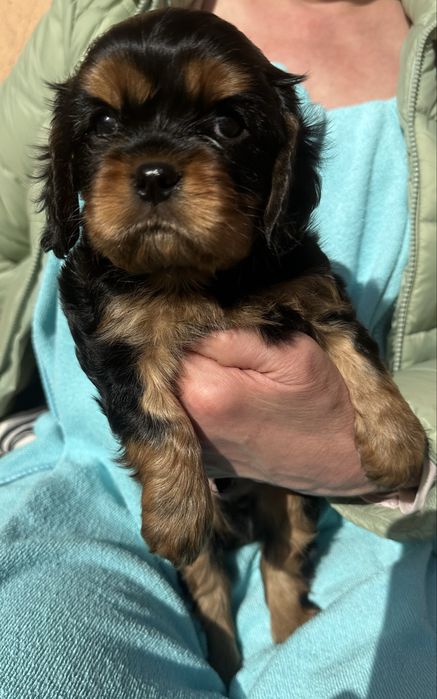 Cavalier King Charles Spaniel ZKwP (FCI)