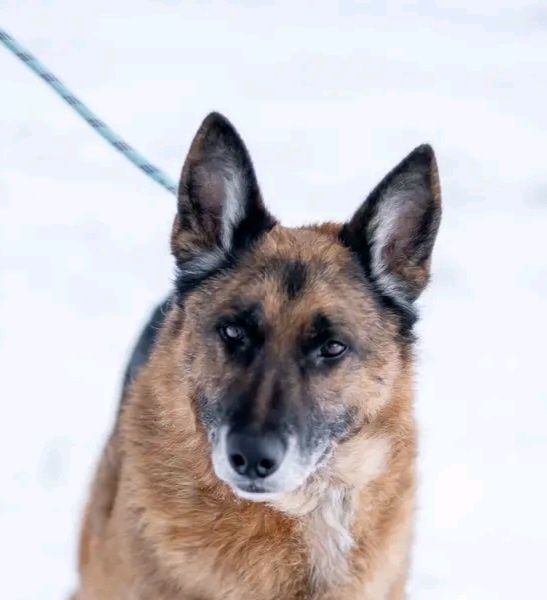 Pat i Mat - mieli kiepskie życie .Szukają domów .Wspólnie lub osobno