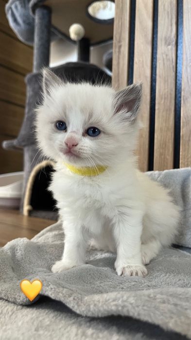 Ragdoll kotka kocur