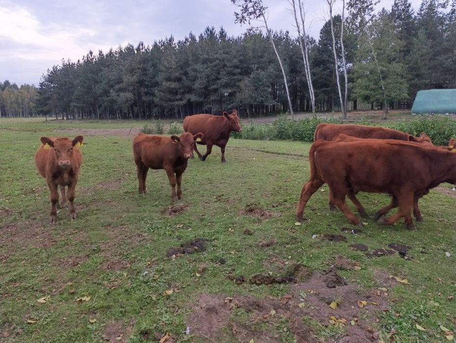 Angus czerwony odsadki