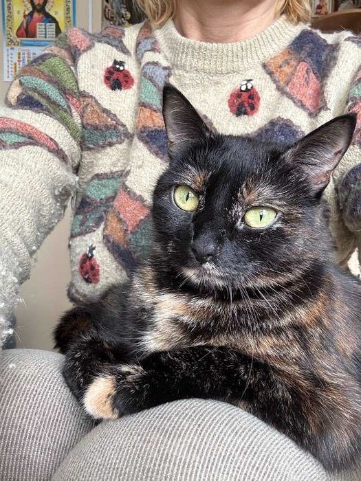 Ласковая трехцветная кошечка для счастья!