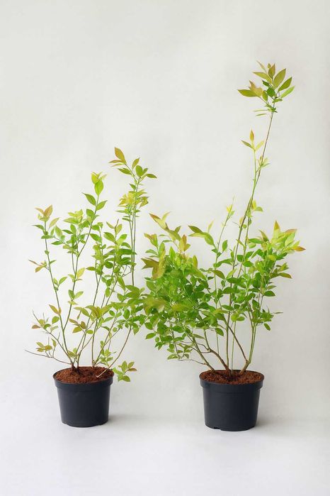 Sadzonki BORÓWKA AMERYKAŃSKA - Wiele odmian | WYSYŁKA Cała Polska