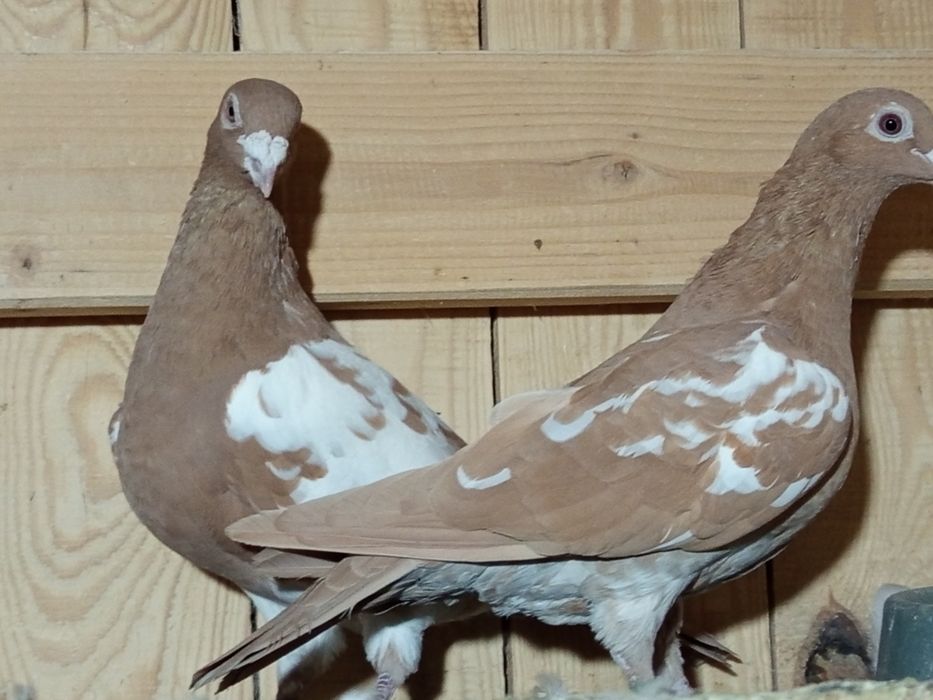 Mulemansy żółte para
