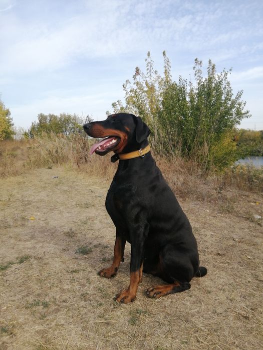 Доберман кобель, документы КСУ, для вязки