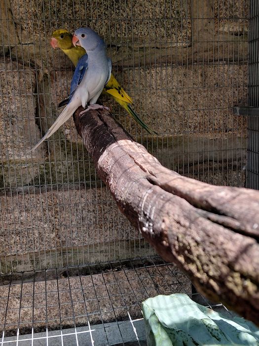 Ring necks CC (cleartail), violetas, turquesas, cobalto violetas, 2025