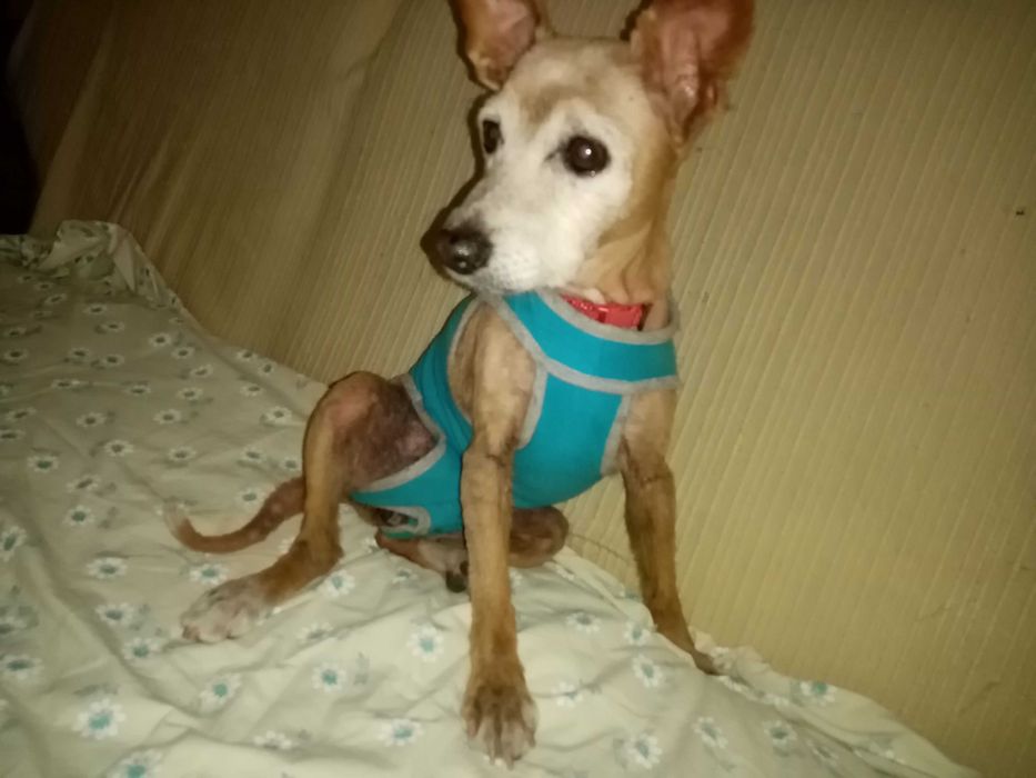 Pet-Sitting Vila Franca de Xira em ambiente familiar