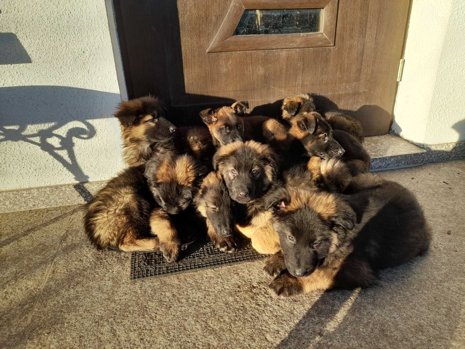 owczarek niemiecki/belgijski