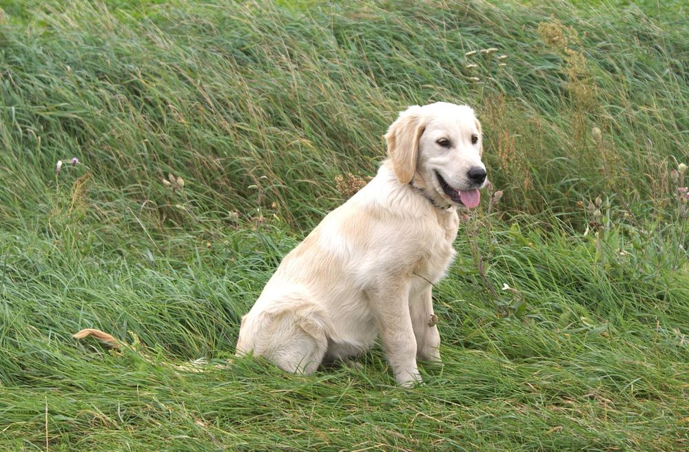 Golden retriever