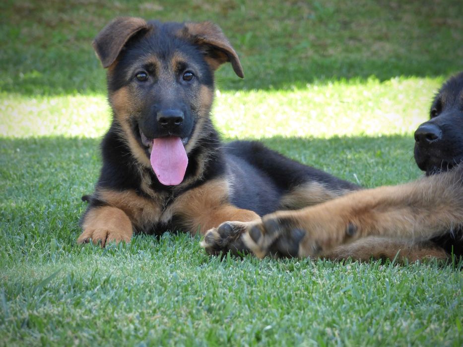 Cachorros pastor alemao