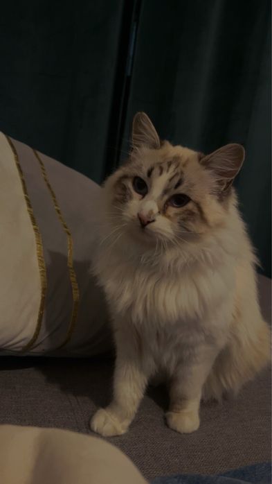 vendo gato raça redgoll