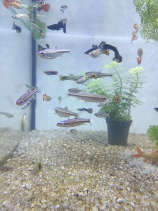 Barbo  arco íris notropis chosomus