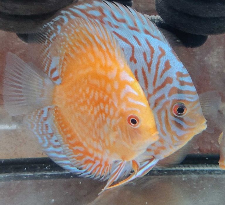 MISIEKZOO Dyskowce - Paletka Red White / Rozmiar 9 -10 cm / Różne
