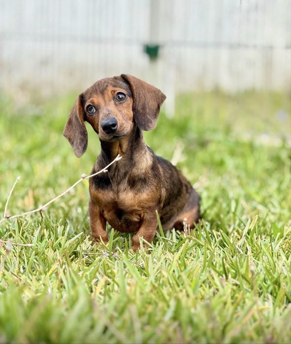 Menina Teckel miniatura lindissima olhinhos verdes