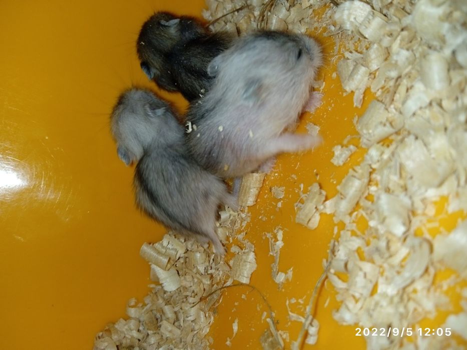 Хомячки джунгарики