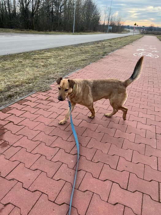 Młodziak-słodziak Arczi szuka domu