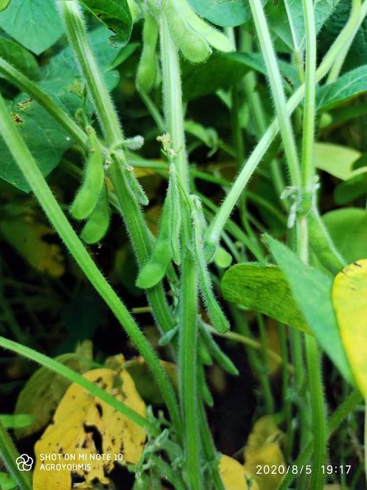 Soja Simona 000 wczesna