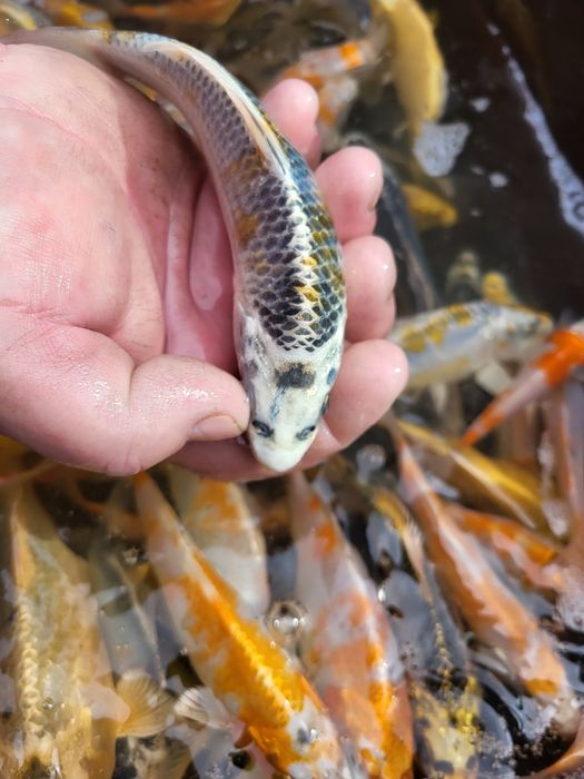Koi karp karaś złoty lin orfa
