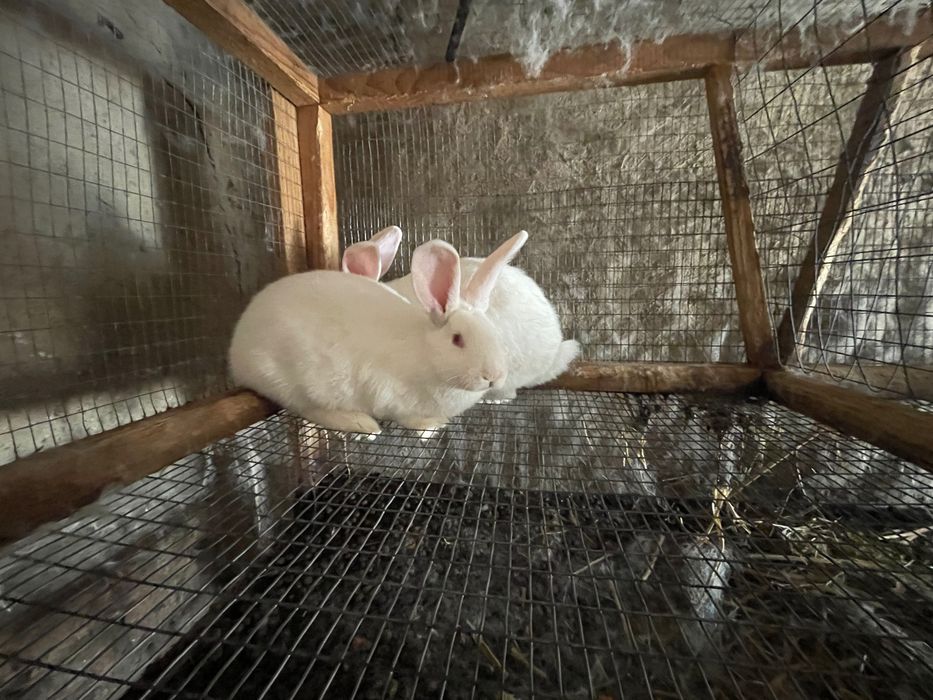 Кролі великі і малі