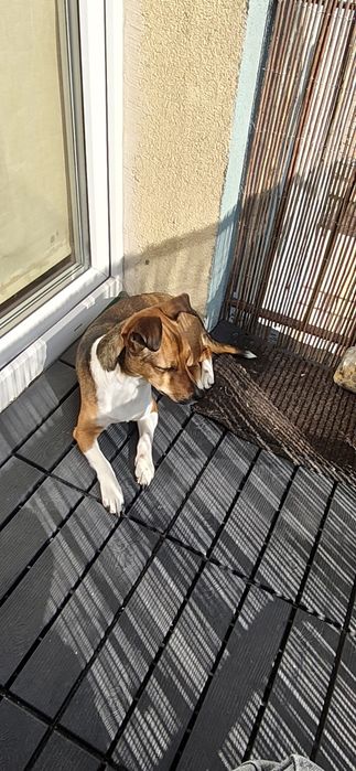 Oddam suczkę za darmo