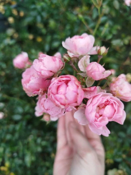 Róża różowa duża sadzonka