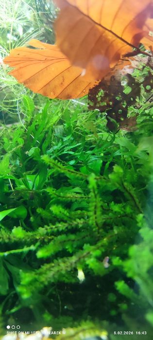 Zestaw roślin do akwarium  bez co2