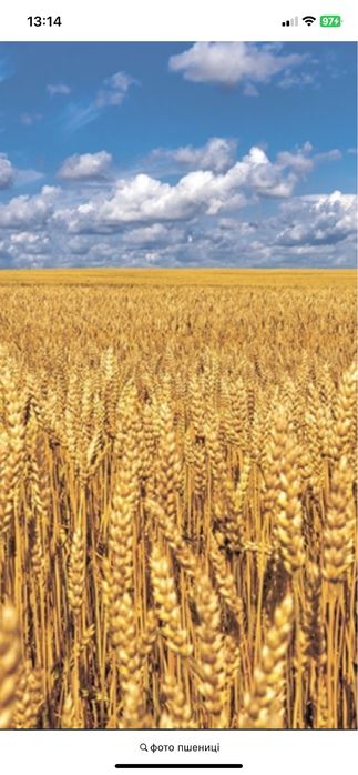 Продам пшеницю та ячмінь