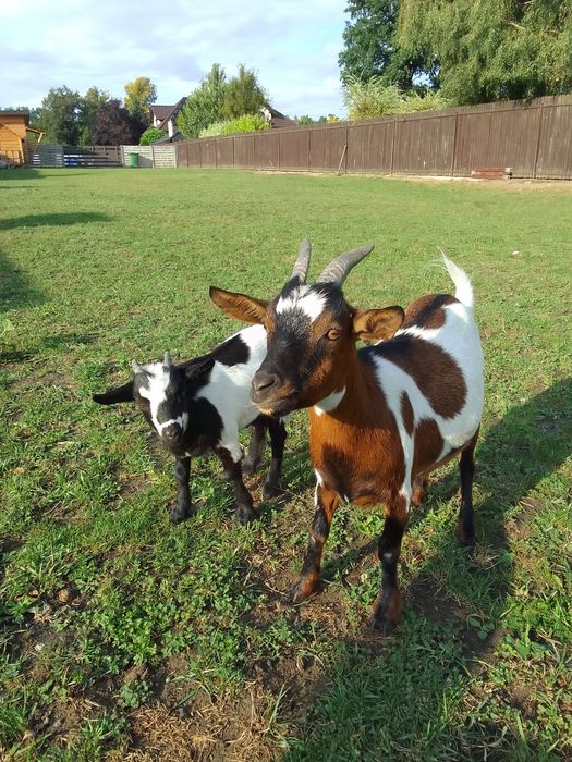 Koza miniaturka sprzedam