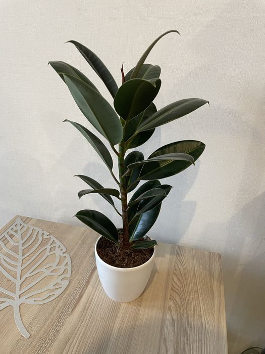 Фікус еластіка каучуконосний