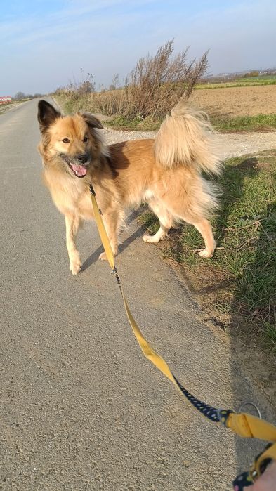 Cudowny pies szuka domu