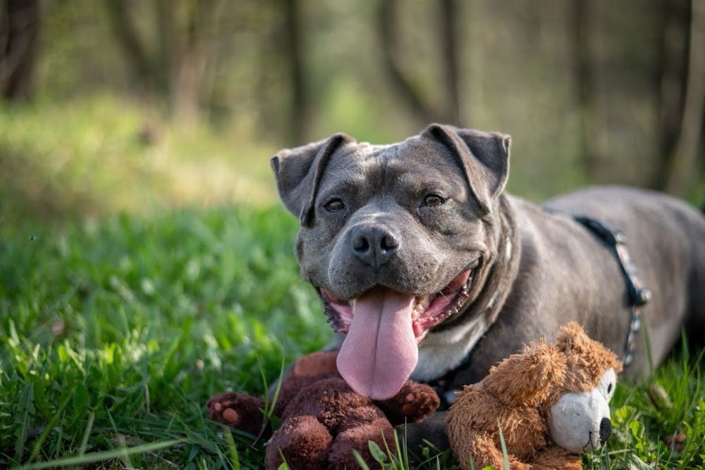 Fajny i przyjazny pies w typie American Bully dla miłośnika rasy. Oddany, łagodny i mądry - szuka domu bez innych zwierząt i małych dzieci.Cudo pies