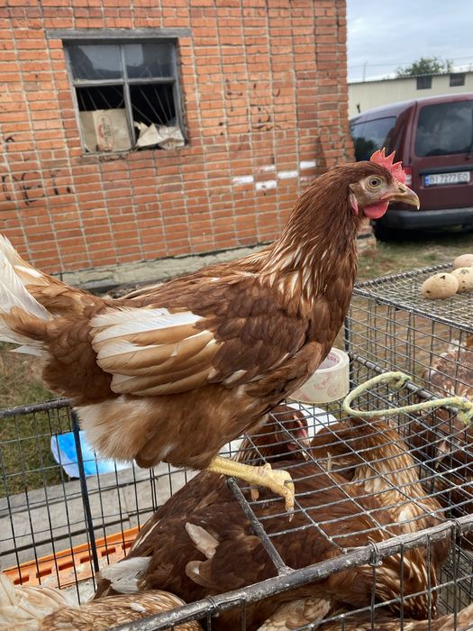 Продам курей 4,5 місяця