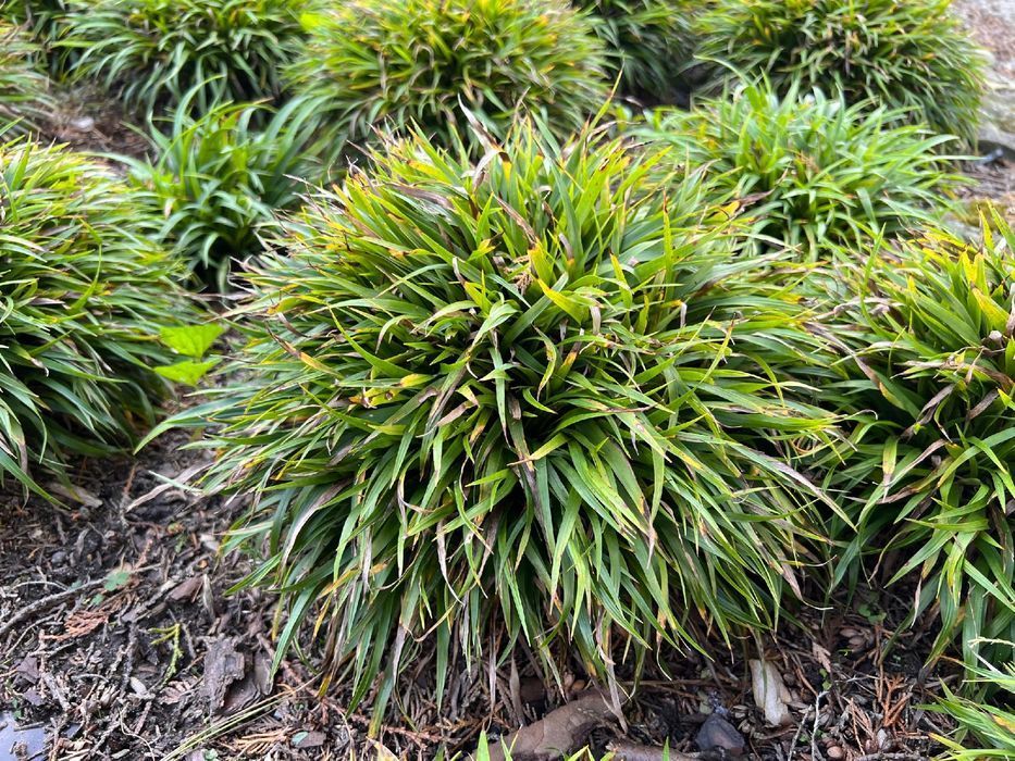 Kosmatka owłosiona 'Igel' (Luzula pilosa 'Igel')