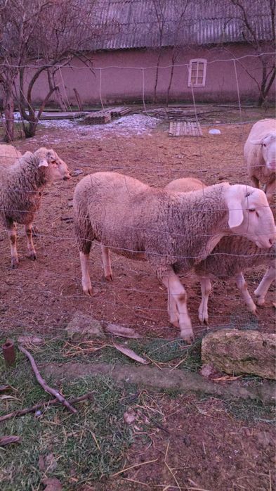 Лакони ярки и баранчики