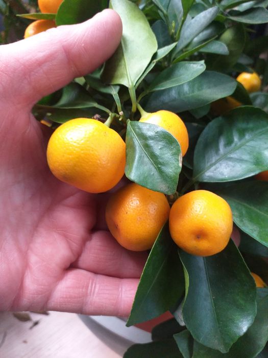 Мандарины, апельсины, лимоны, финик гранат