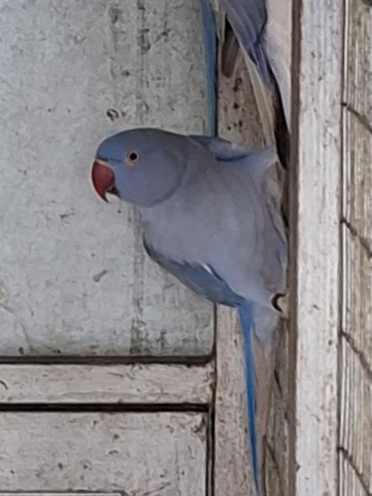 Ringnecks violeta//CC ,e violeta opalino/CC