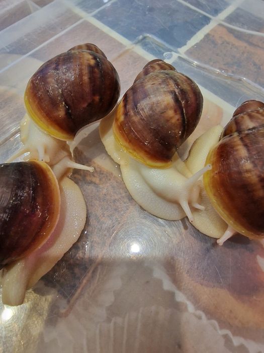 Равлики.  Архахатина Вентрікоза лелеуціст .