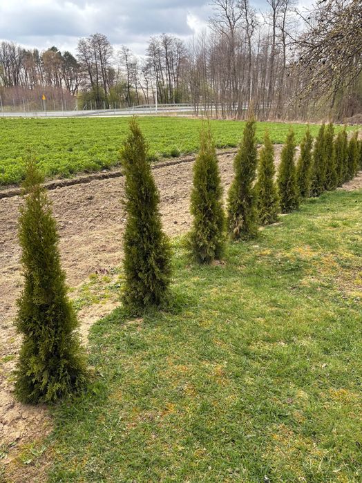 Tuje Szmaragdy 100 cm