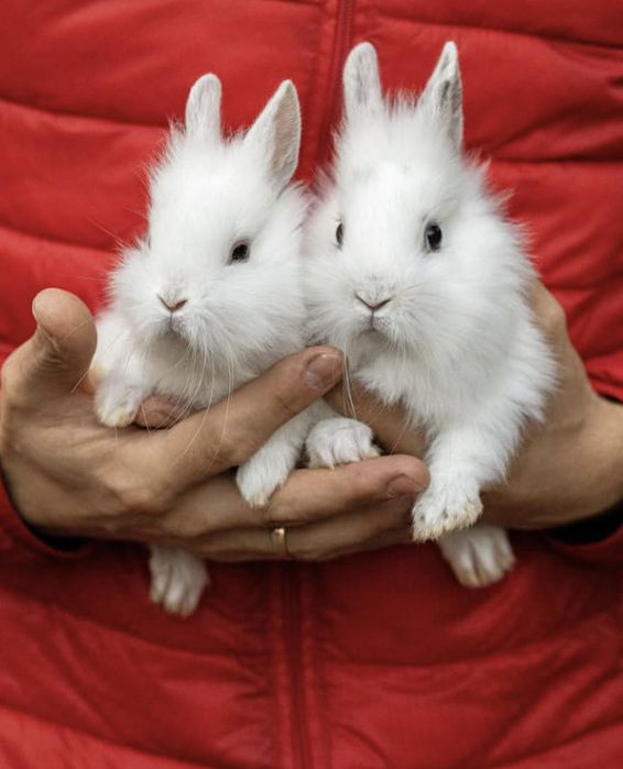 Декоративні кролики