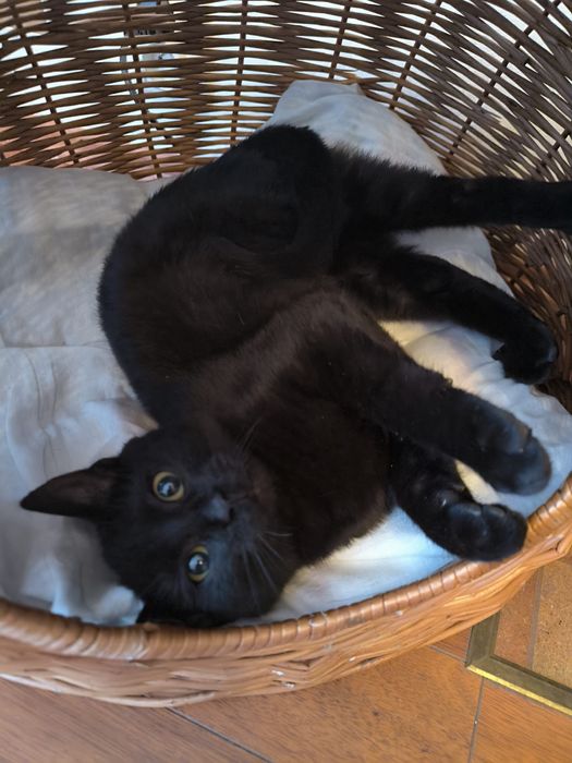 Bubu - czarny kotek do adopcji