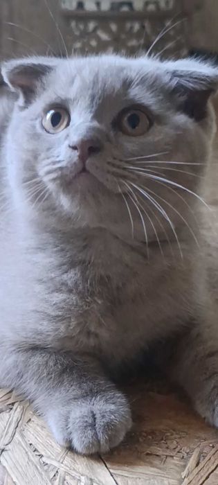Шотландські кошенята