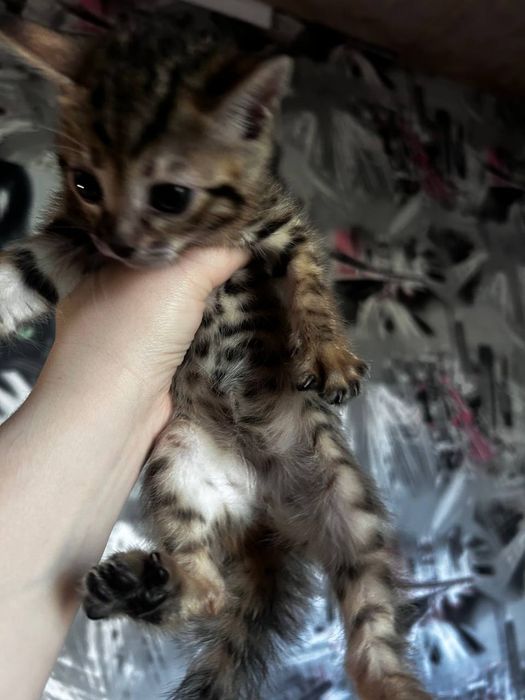 Бенгальские котята