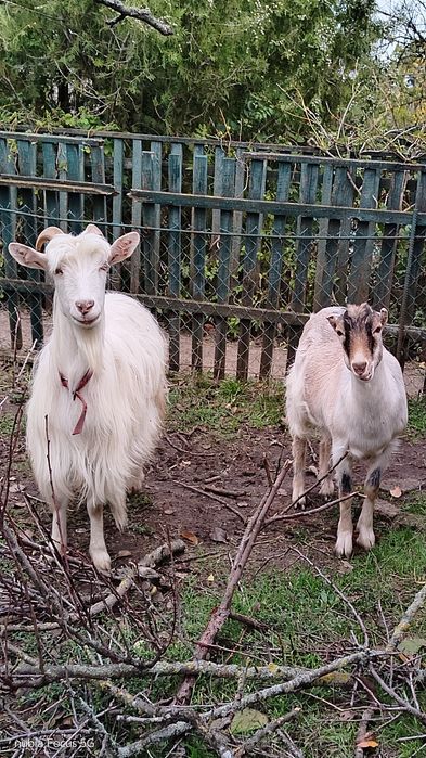 Продаются четыре козы