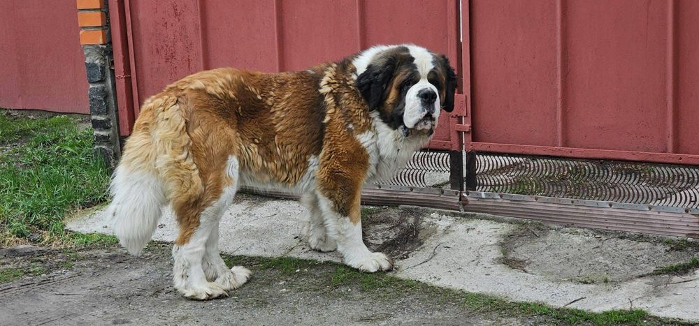 Віддам сенбернара