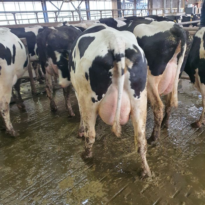 Krowy, pierwiastki ,jałówki ,hf