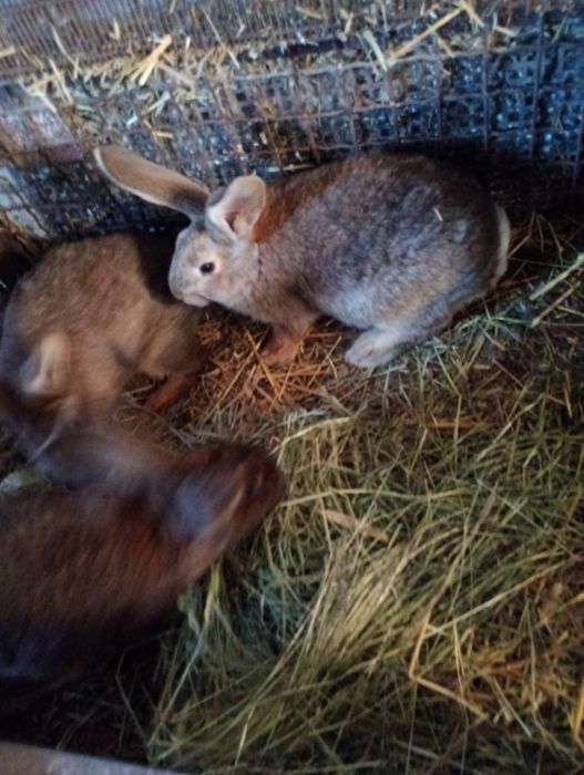 Królik króliki samiczki